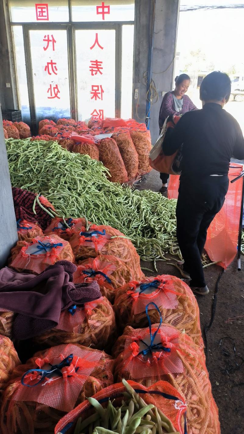 四季豆老来少，白不老芸豆