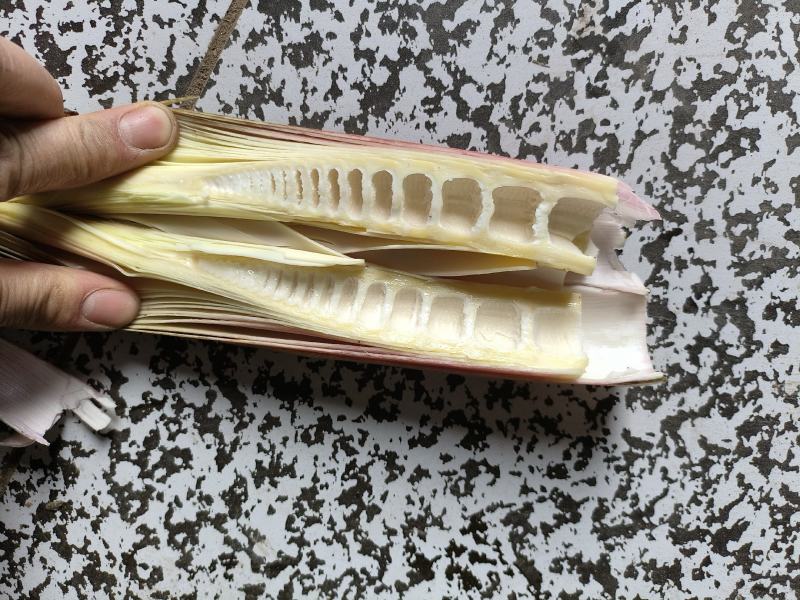 鲜竹笋四川竹笋白夹竹，绿竹笋，班竹笋，楠竹笋，基地直发