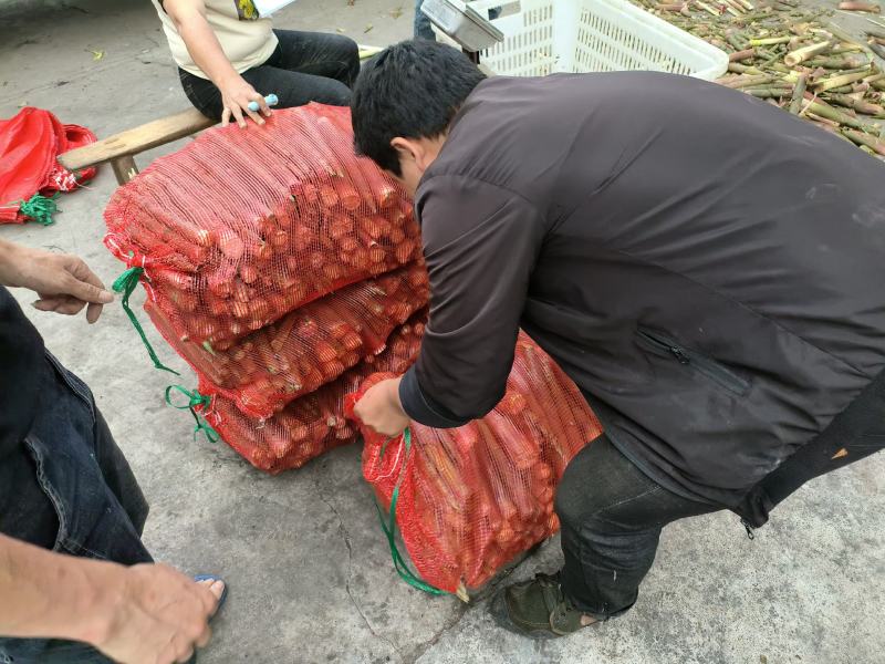 鲜竹笋四川竹笋白夹竹，绿竹笋，班竹笋，楠竹笋，基地直发