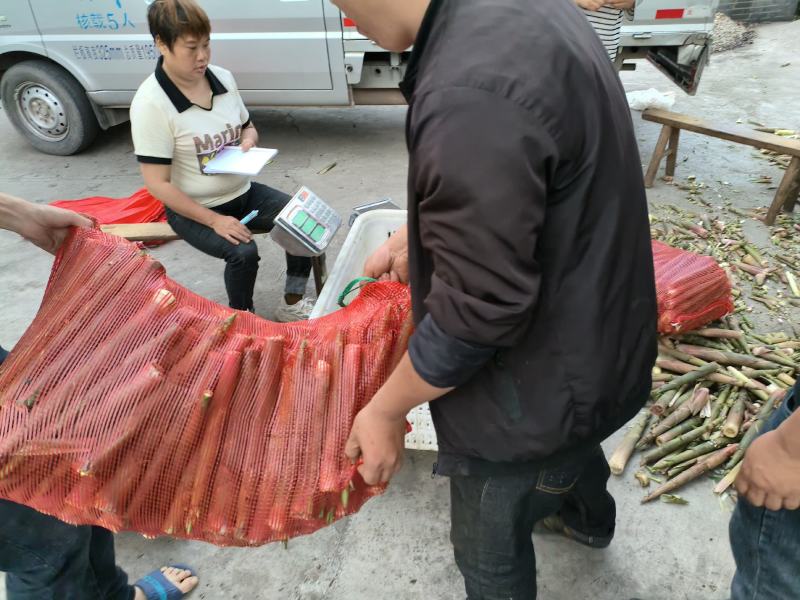 鲜竹笋四川竹笋白夹竹，绿竹笋，班竹笋，楠竹笋，基地直发