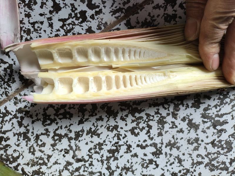 鲜竹笋四川竹笋白夹竹，绿竹笋，班竹笋，楠竹笋，基地直发