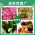 120斤纯羊粪有机肥10半斤鸡粪花肥料种菜30斤果树盆栽
