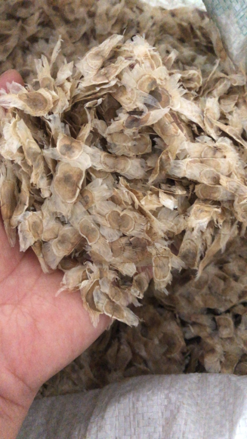 黄花风铃木种子