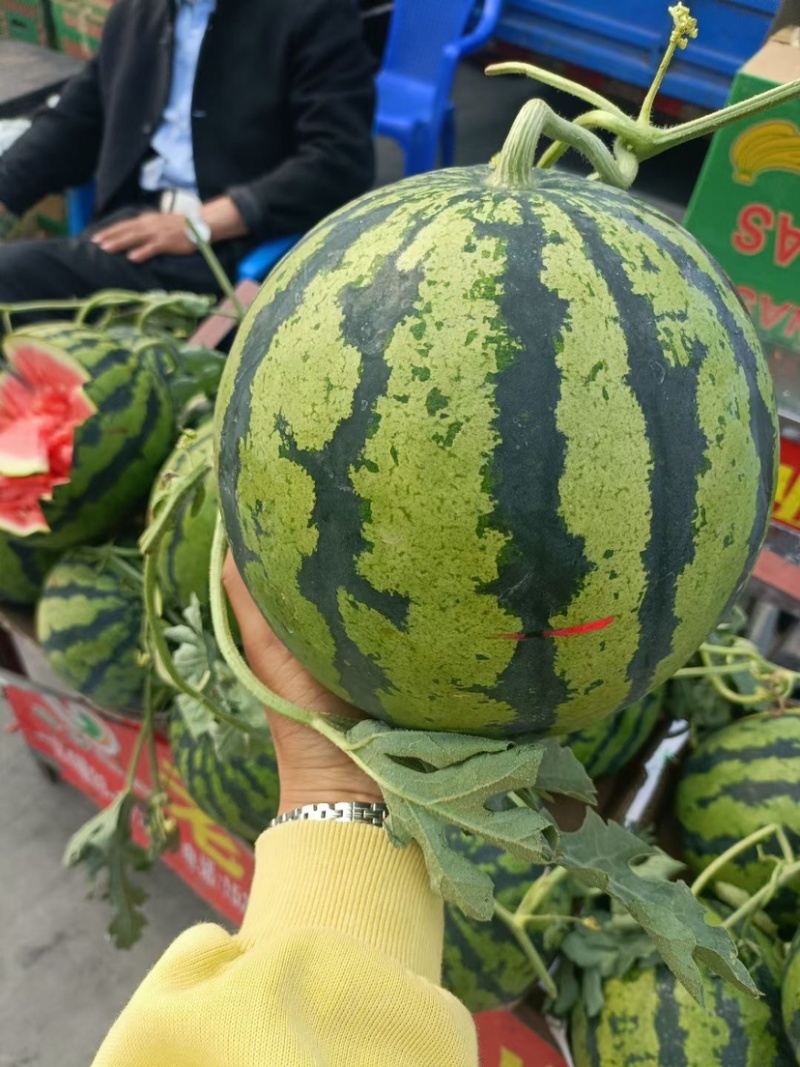 河南麒麟美都西瓜，产地直供，货源充足欢迎联系