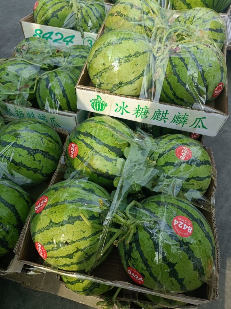 河南麒麟美都西瓜，产地直供，货源充足欢迎联系