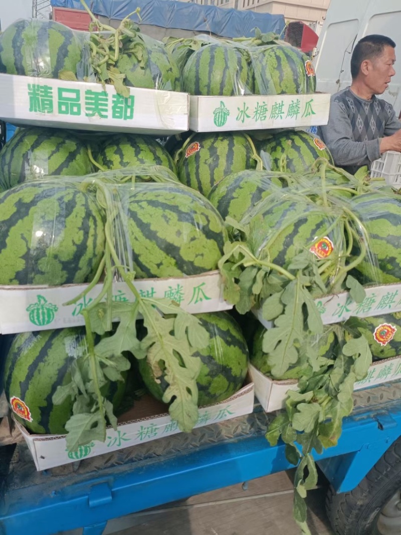 河南麒麟美都西瓜，产地直供，货源充足欢迎联系