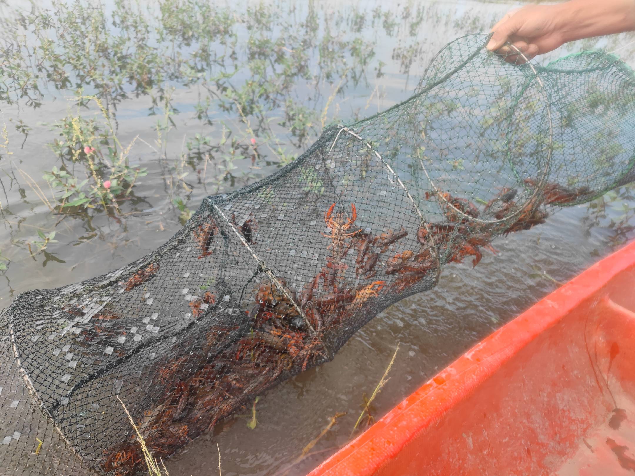 小龙虾捕捞现场