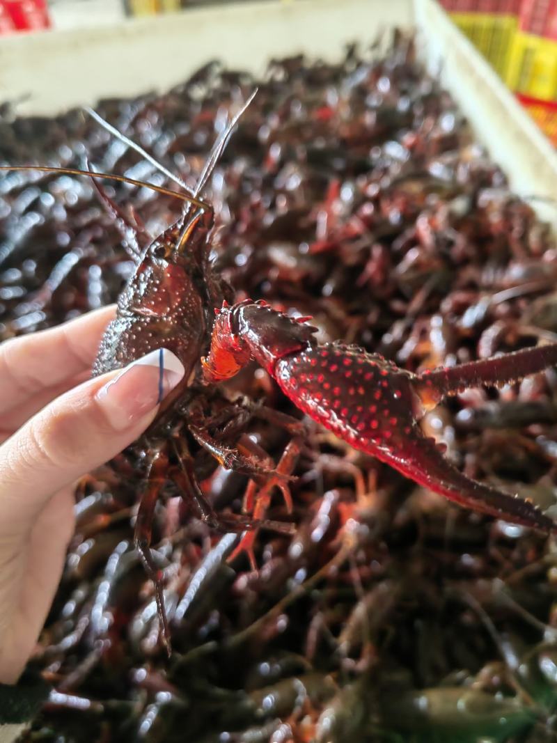 小龙虾，红虾。肉质饱满，清水养殖，量大从优