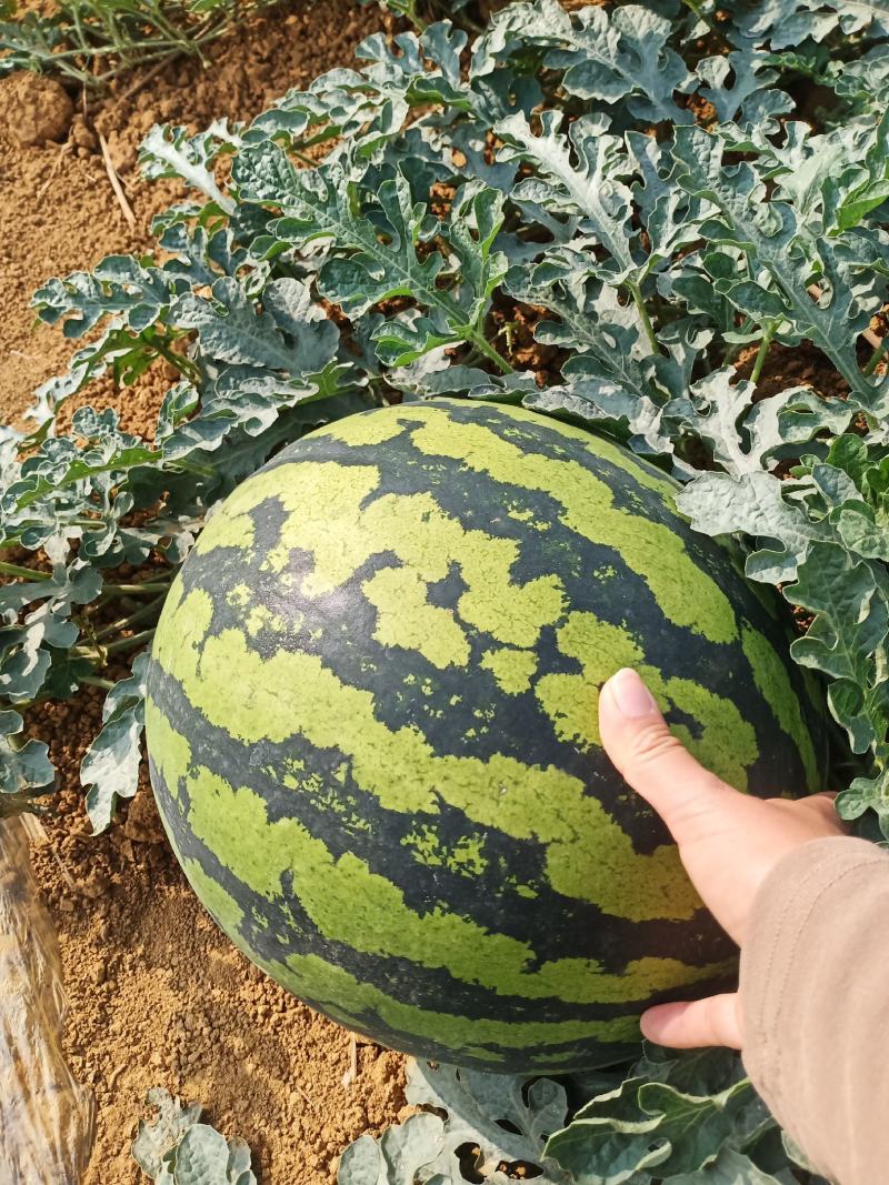 云南建水精品西瓜大量有货，看上的老板速联系！