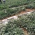 云南建水精品西瓜大量有货，看上的老板速联系！