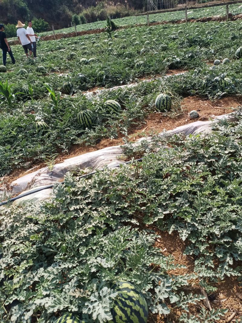 云南建水精品西瓜大量有货，看上的老板速联系！