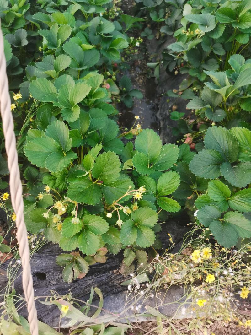 自家繁育的红颜久久大叶草莓苗。接受预定了。。
