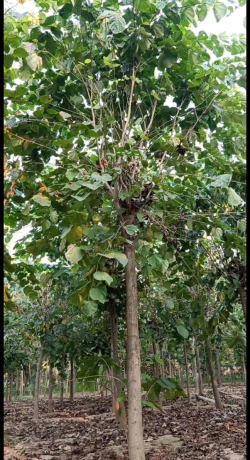 巨紫荆