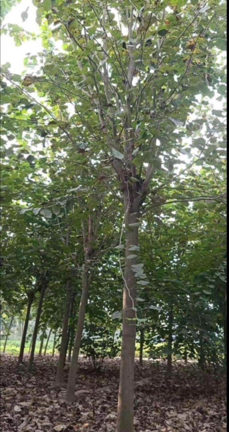 巨紫荆