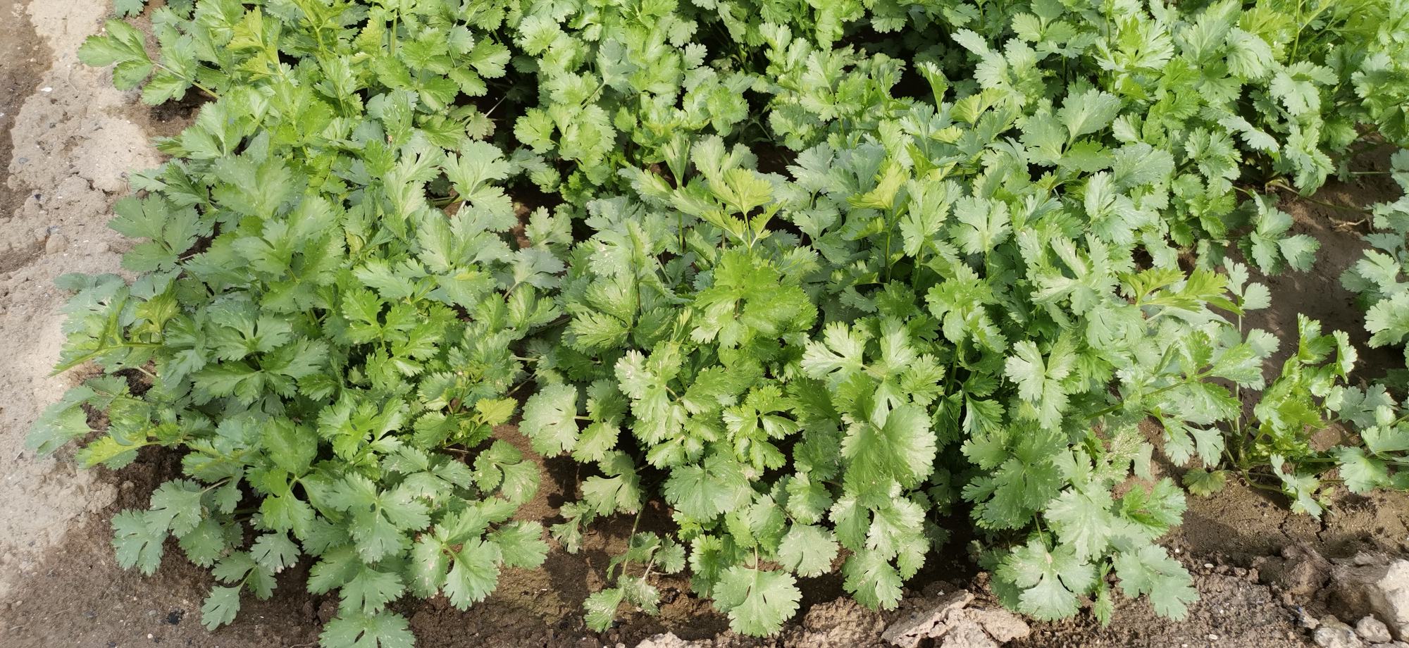 大叶香菜特写：宽大深绿色叶片、粗壮叶柄、表面微绒毛清晰可见，茎部带浅紫晕，背景为湿润黑色壤土