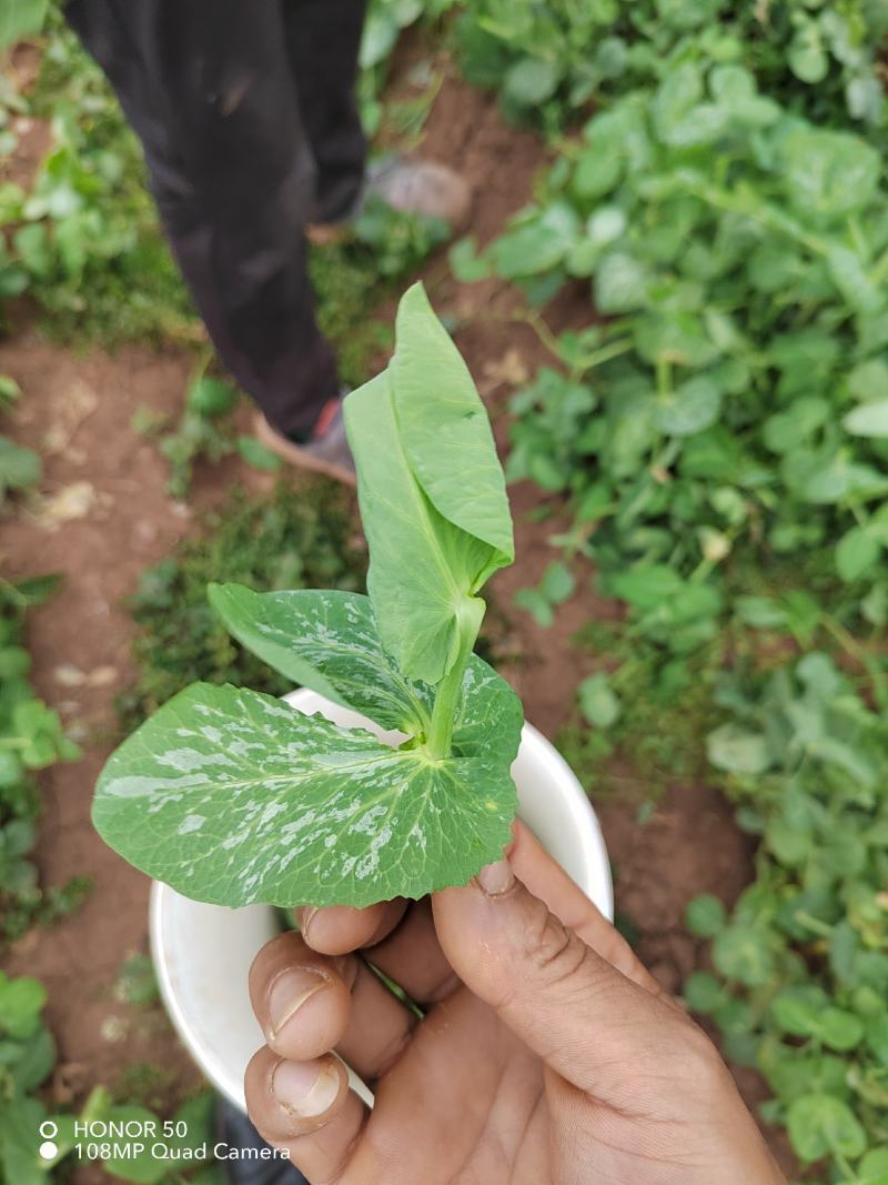 豌豆尖豆胚