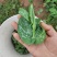 豌豆尖豆胚