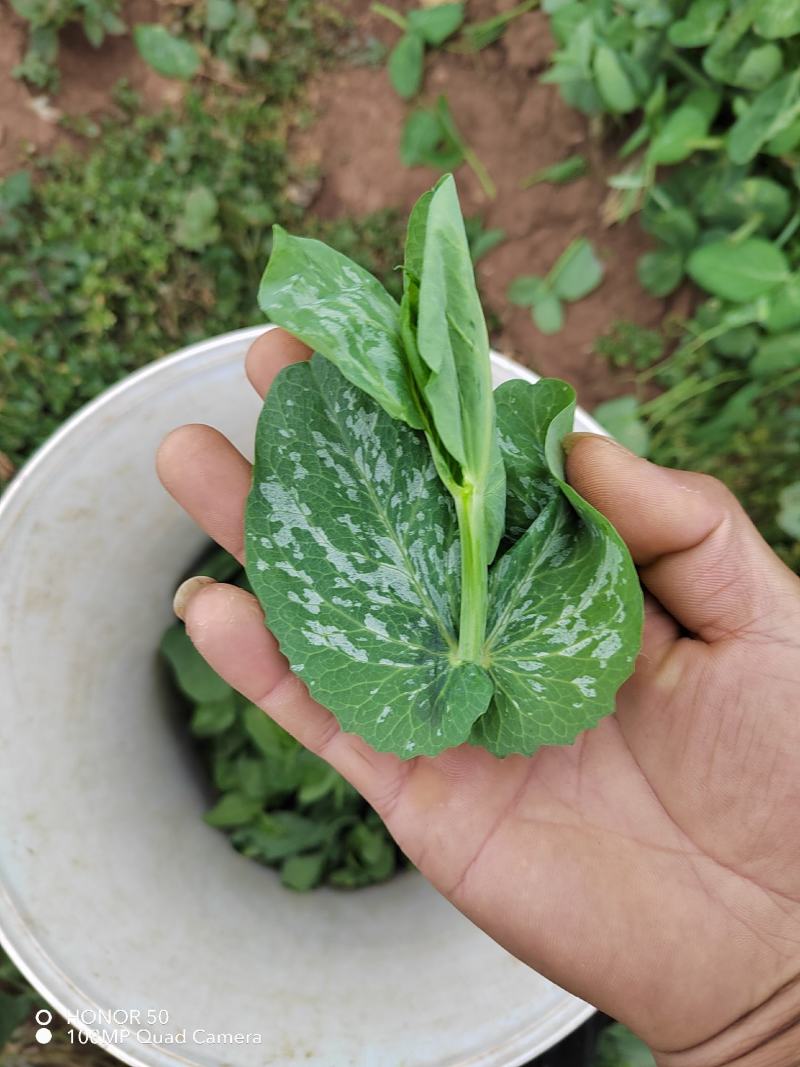 豌豆尖豆胚