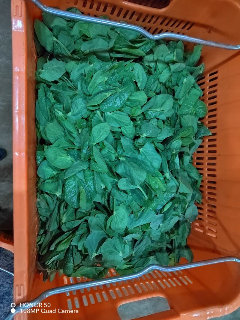 豌豆尖豆胚