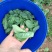 豌豆尖豆胚