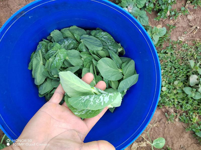 豌豆尖豆胚