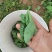 豌豆尖豆胚