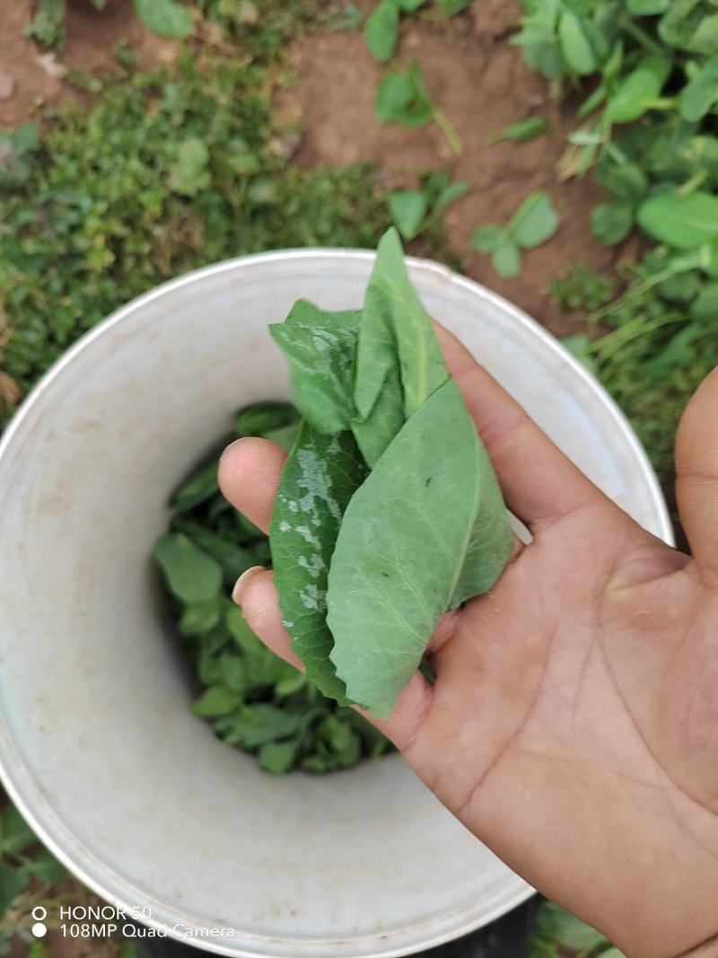 豌豆尖豆胚