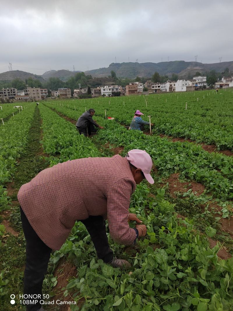 豌豆尖豆胚