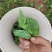 豌豆尖豆胚