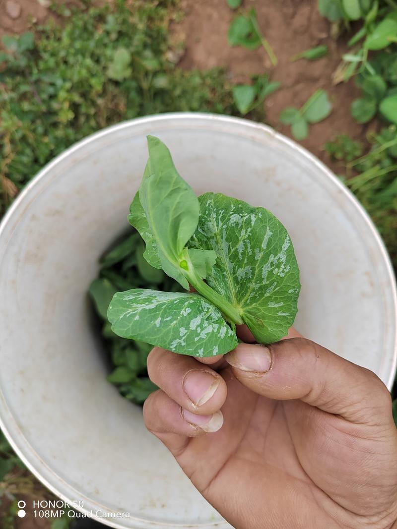 豌豆尖豆胚