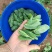 豌豆尖豆胚