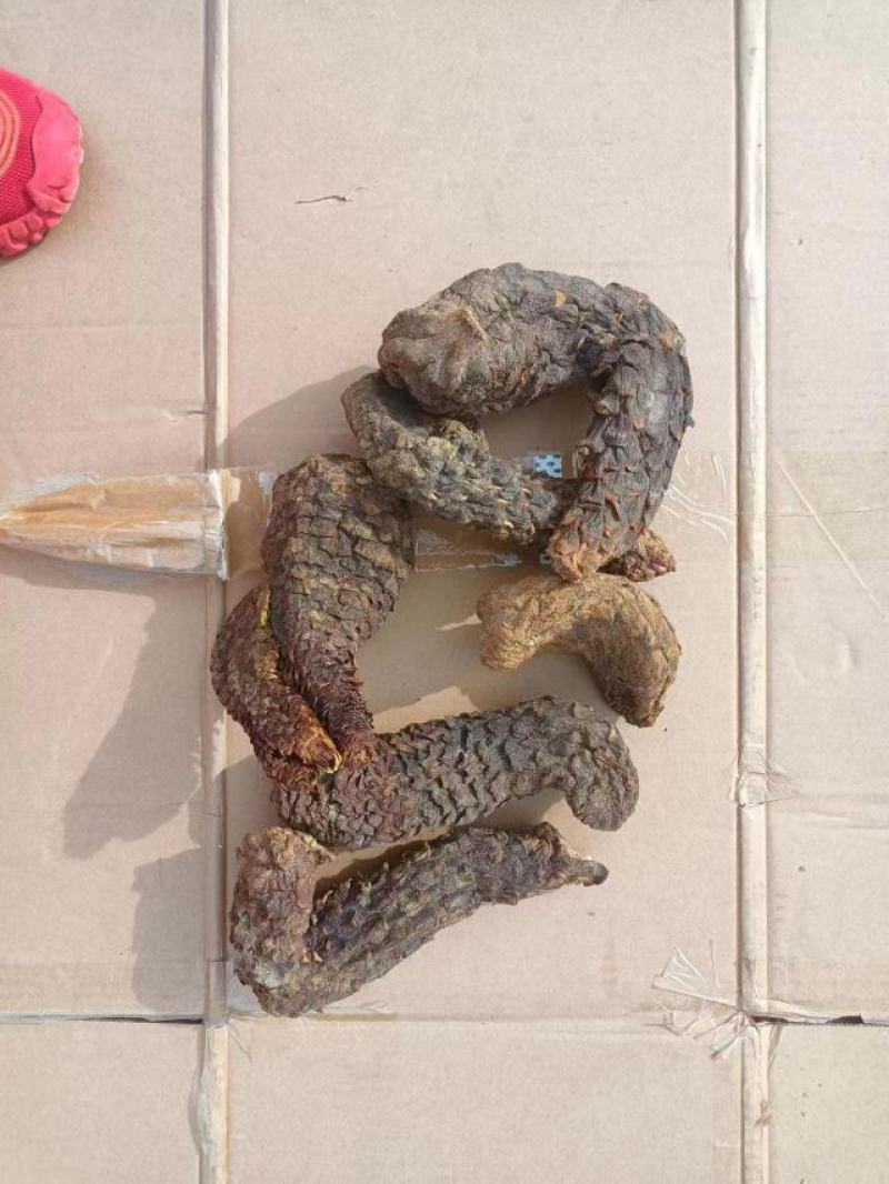 批发现货肉苁蓉沙漠人参新疆特优级软质肉苁蓉甜苁蓉