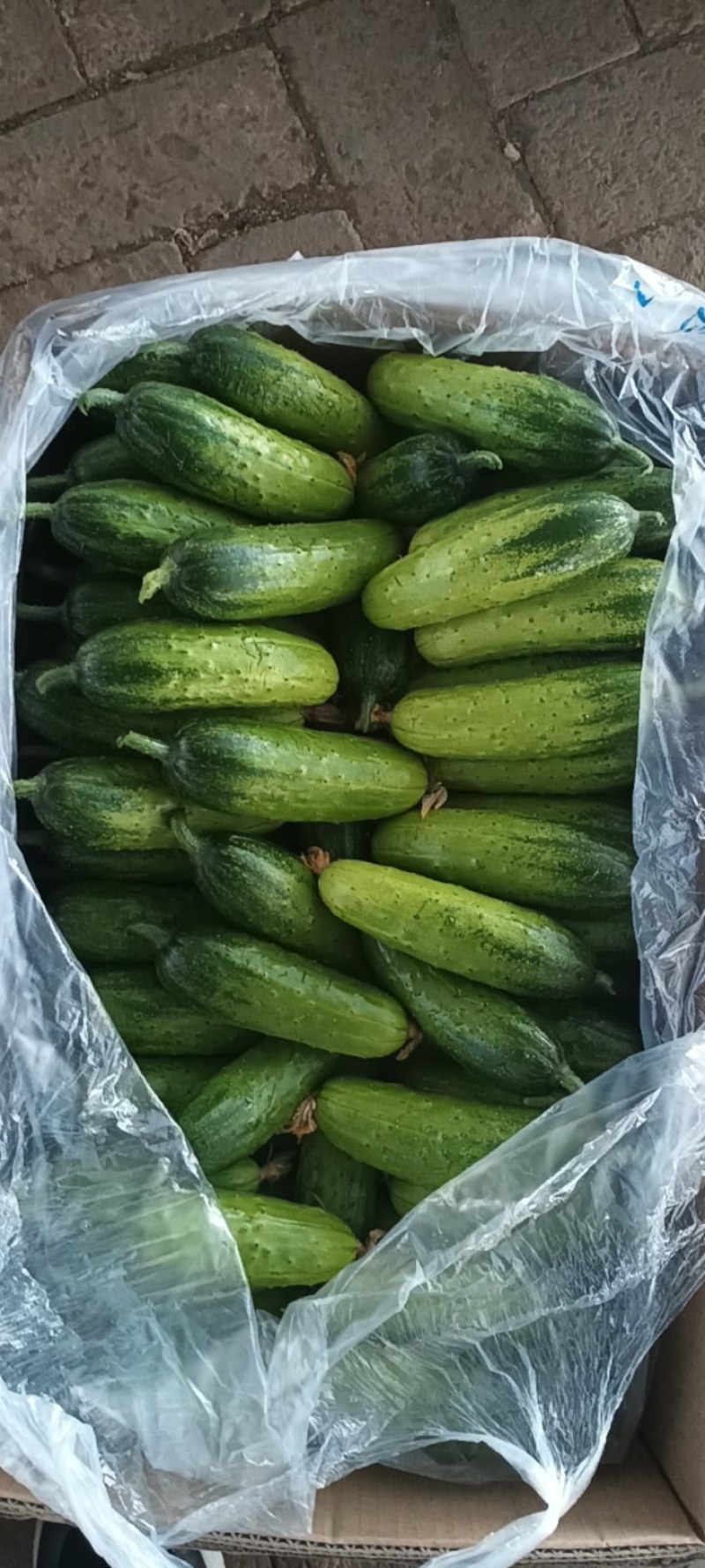 绿色水果黄瓜