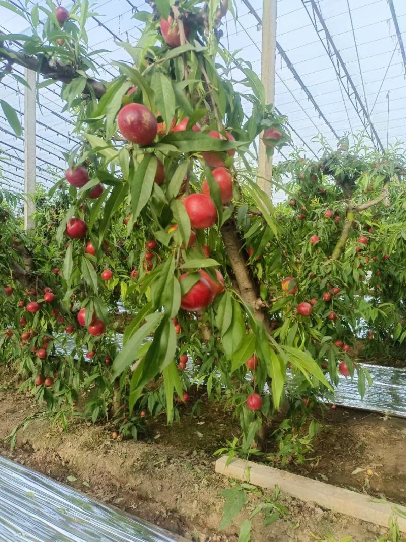 山西高原，大棚中油油桃大量上市口感超好，