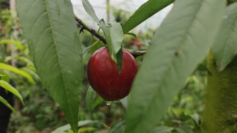 山西高原，大棚中油油桃大量上市口感超好，