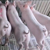 大白母猪厂家发货，疫苗齐全质量保证。欢迎实地考察选购