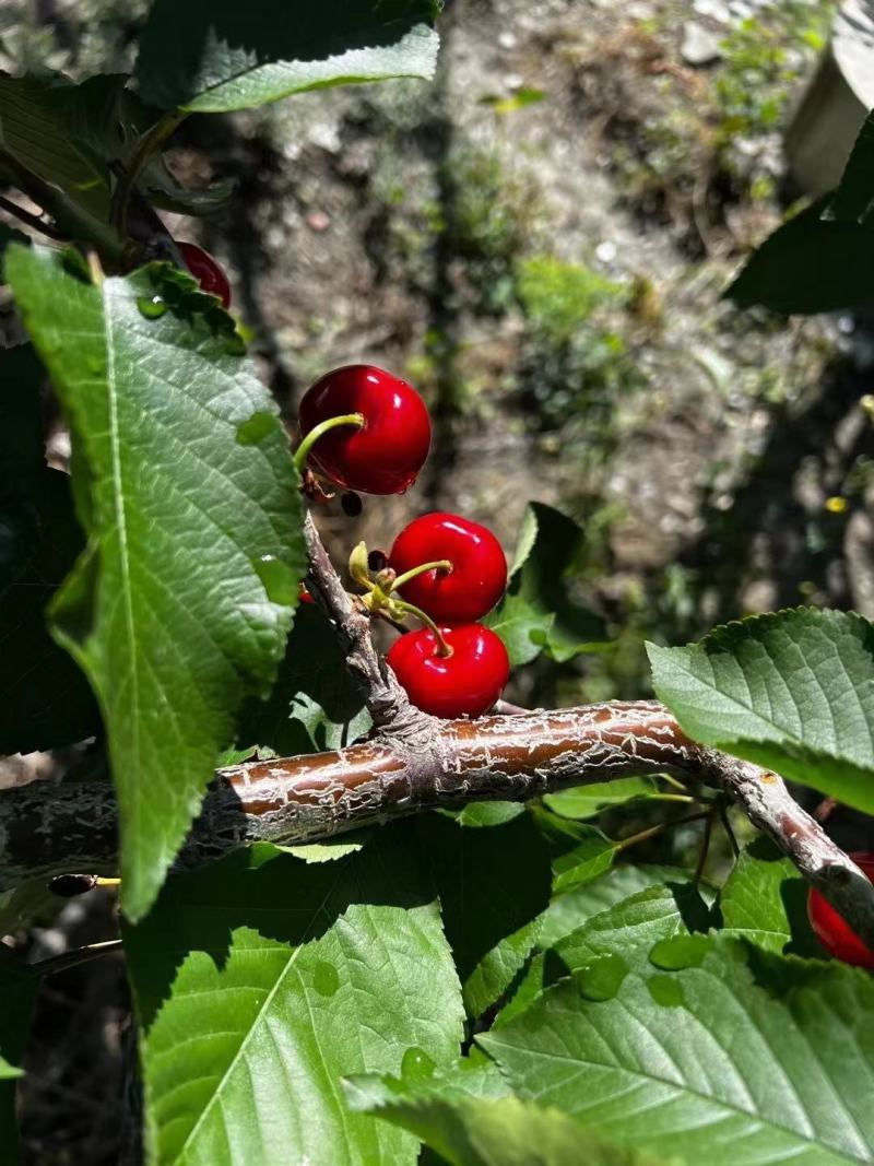 阿坝州理县阳山车厘子现已成熟，欢迎大家采购。