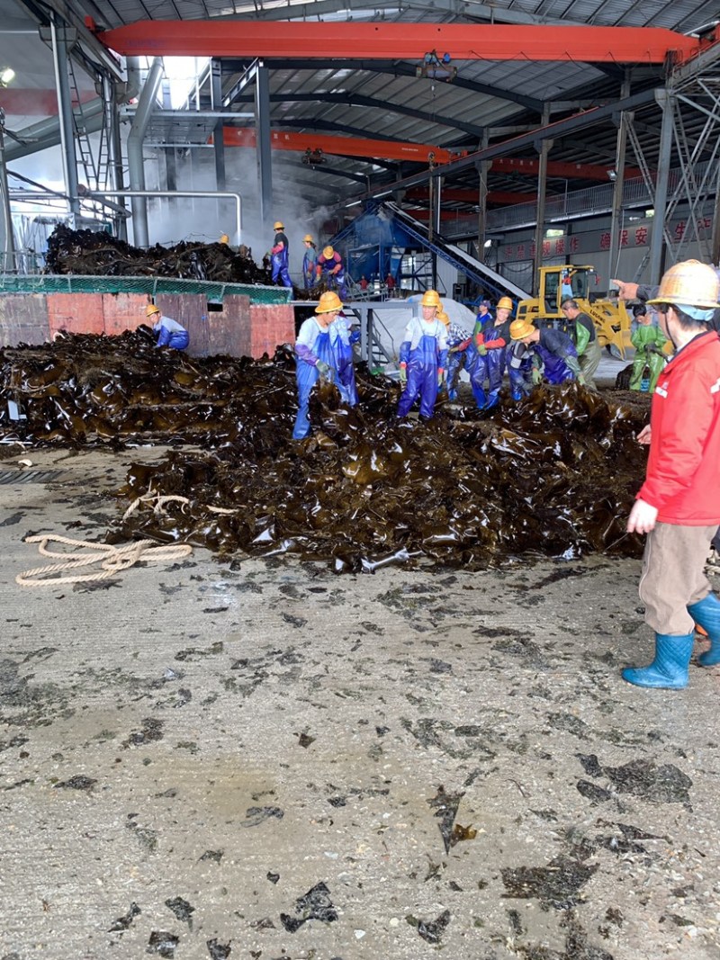 霞浦海带原产地有需要的朋友可以联系我让你拿到真正源头海带