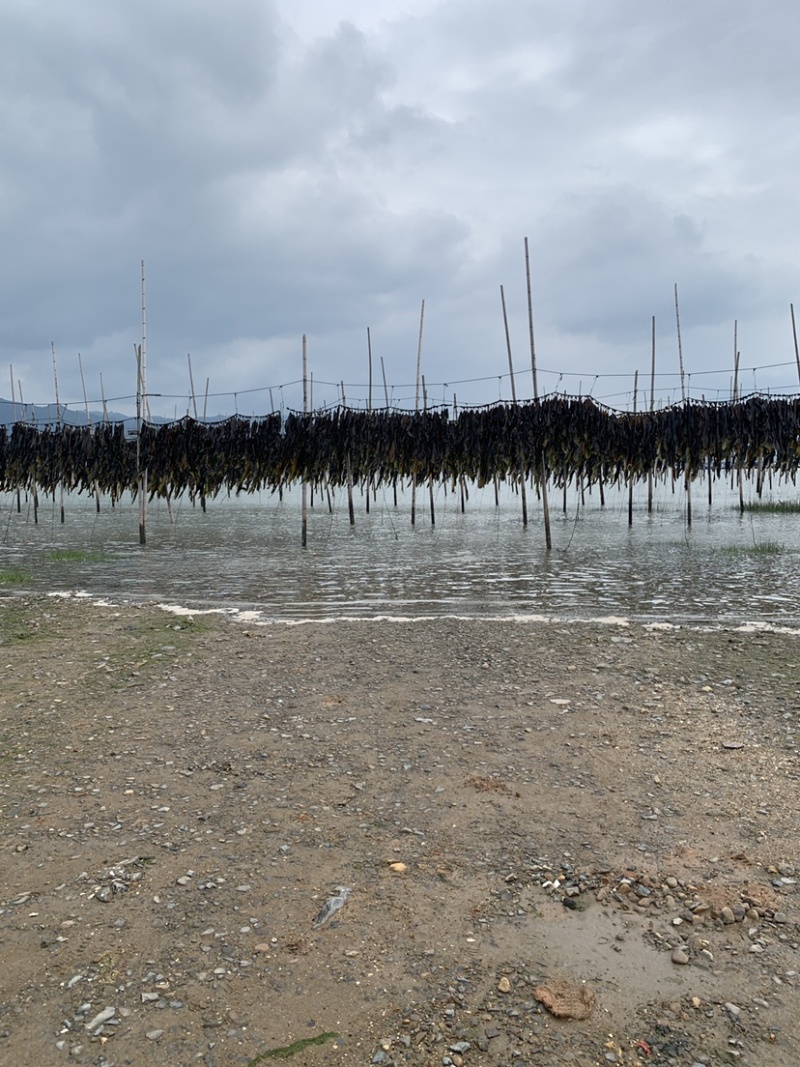 霞浦海带原产地有需要的朋友可以联系我让你拿到真正源头海带