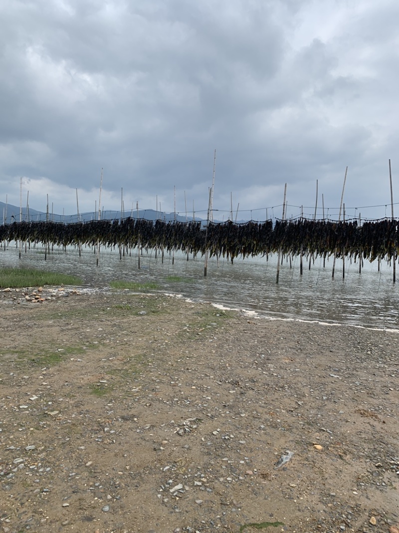 霞浦海带原产地有需要的朋友可以联系我让你拿到真正源头海带