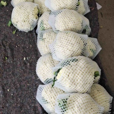各种蔬菜