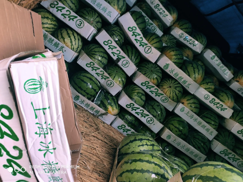 精品8424麒麟西瓜基地直供诚信经营全国发货欢迎来电