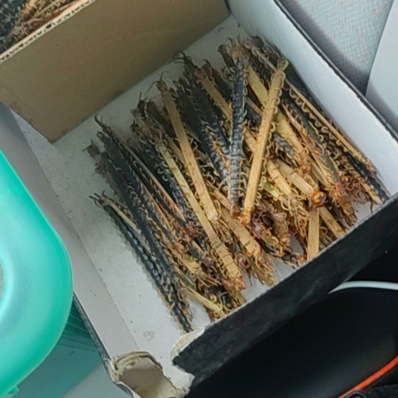 野生蜈蚣