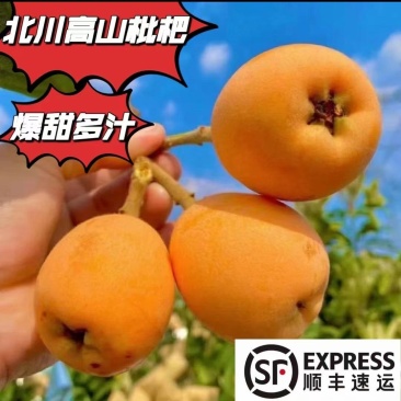 四川绵阳大五星枇杷