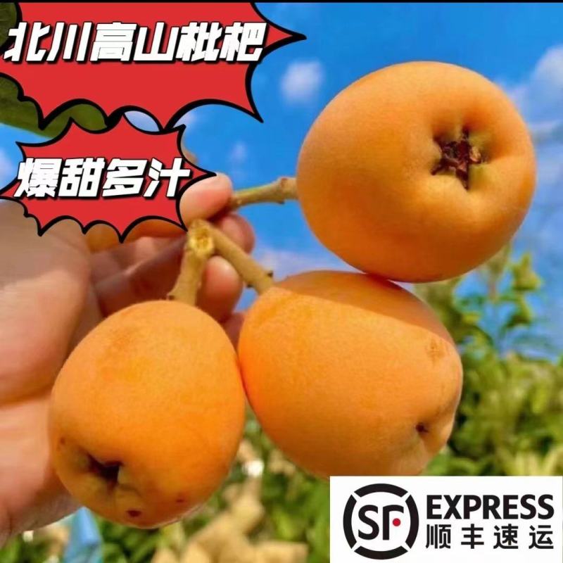 四川绵阳大五星枇杷