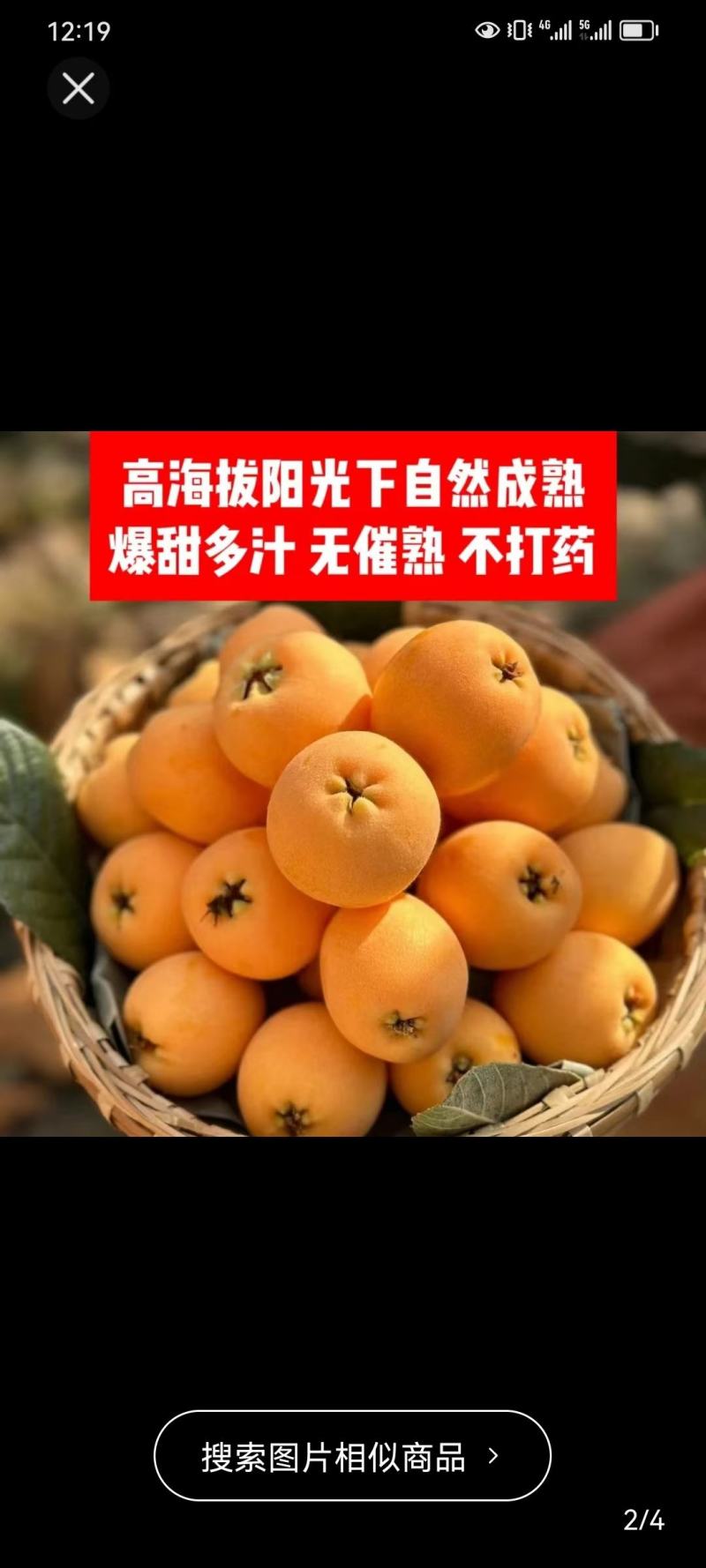 四川绵阳大五星枇杷