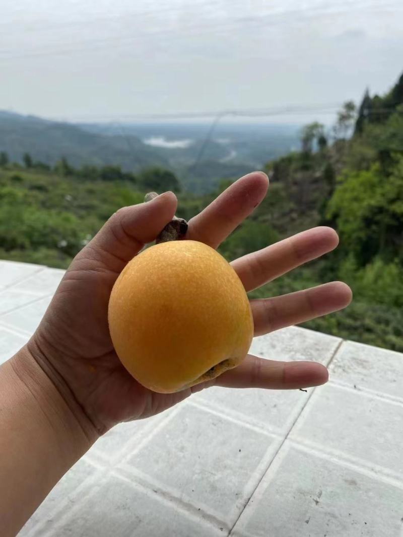 四川绵阳大五星枇杷