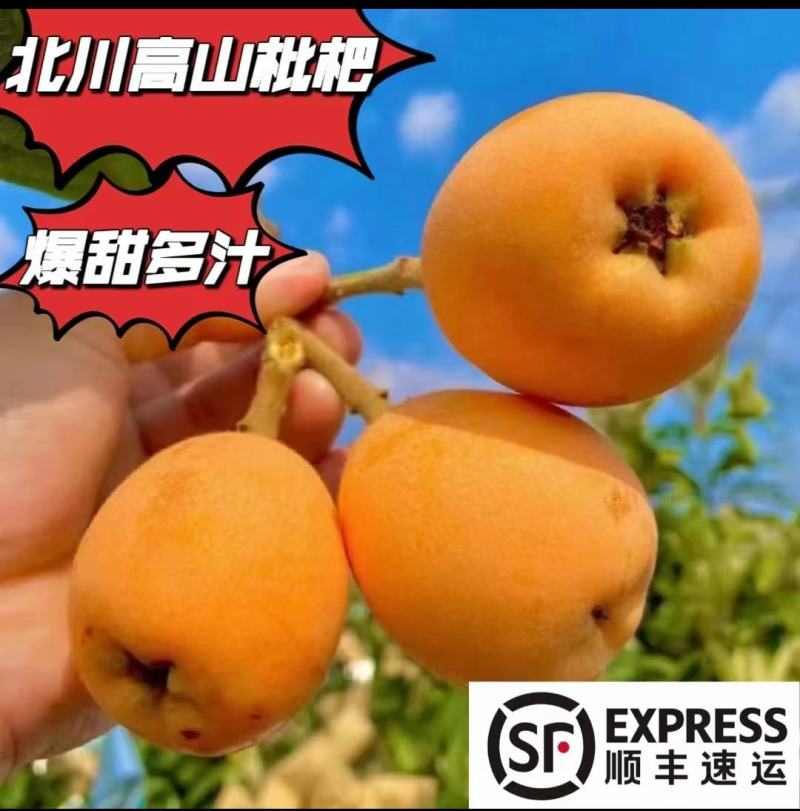 四川绵阳大五星枇杷