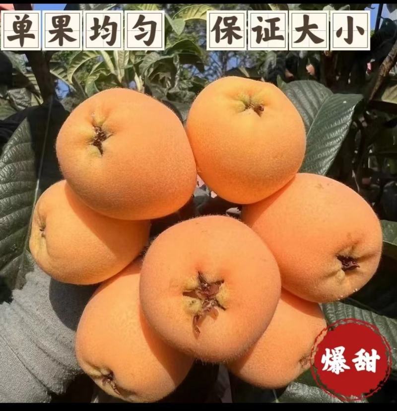 四川绵阳大五星枇杷