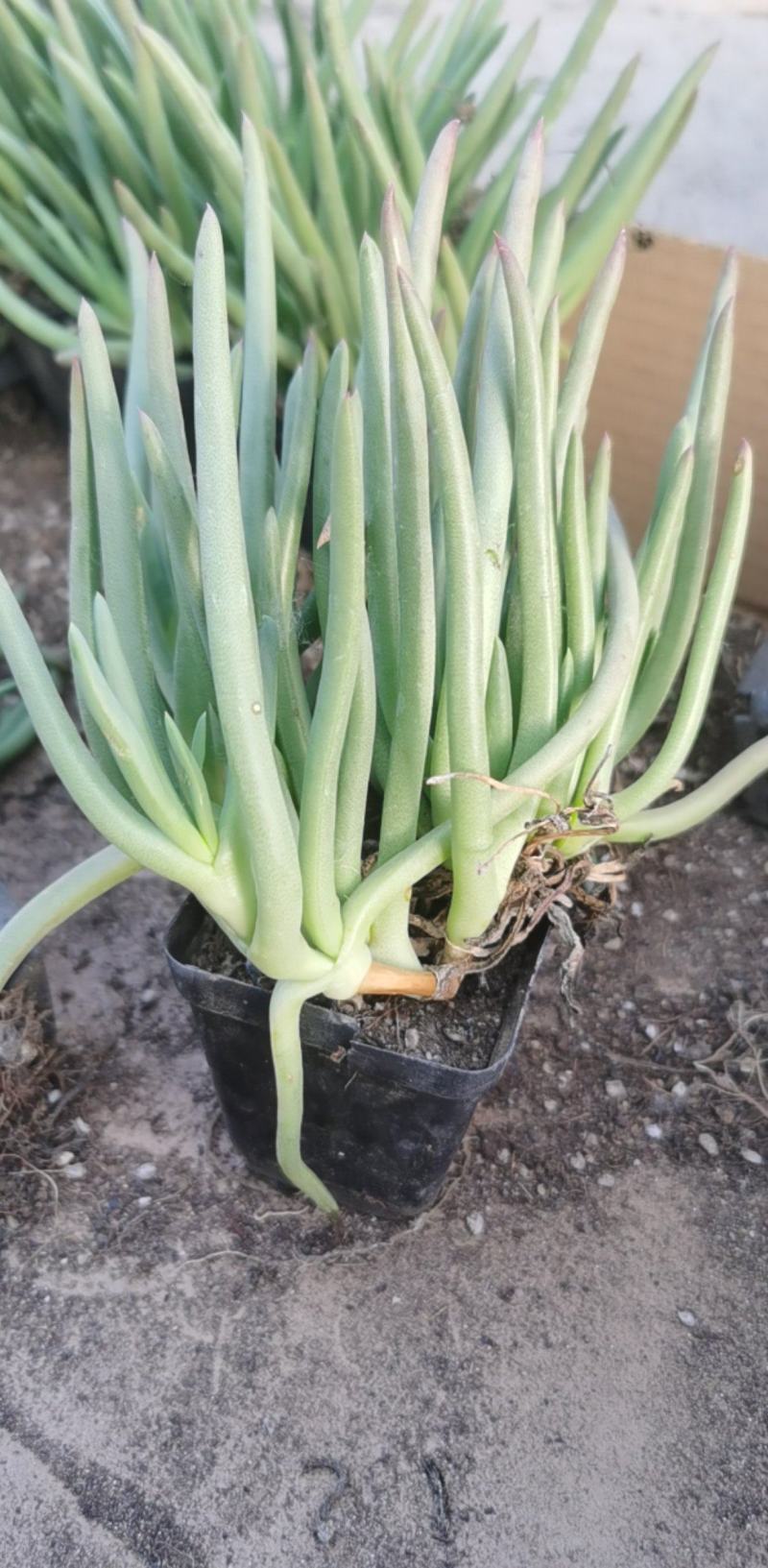 【精选】多肉植物，奔龙，货量充足量大从优欢迎选购!